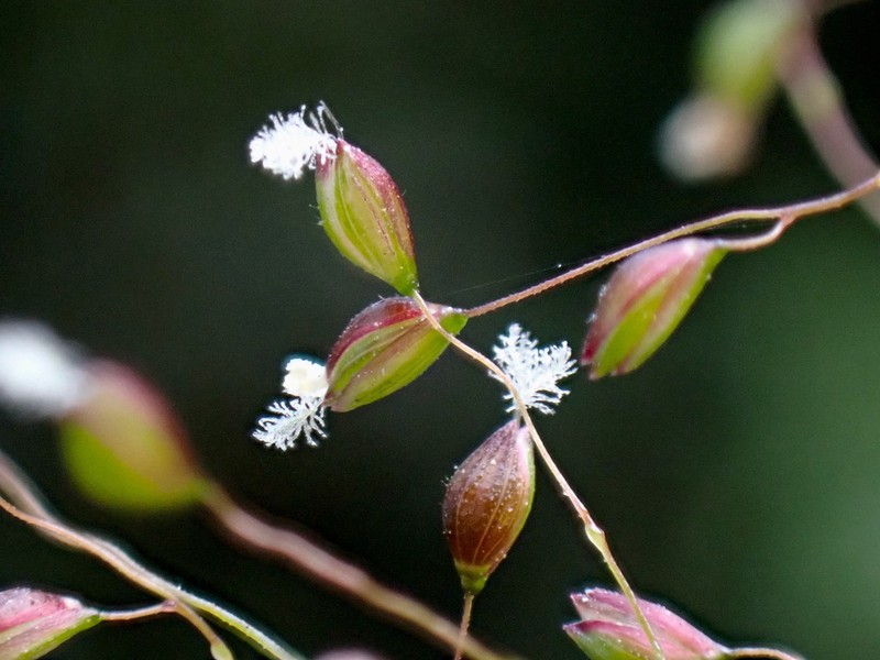 Panicum brevifolium photo 6