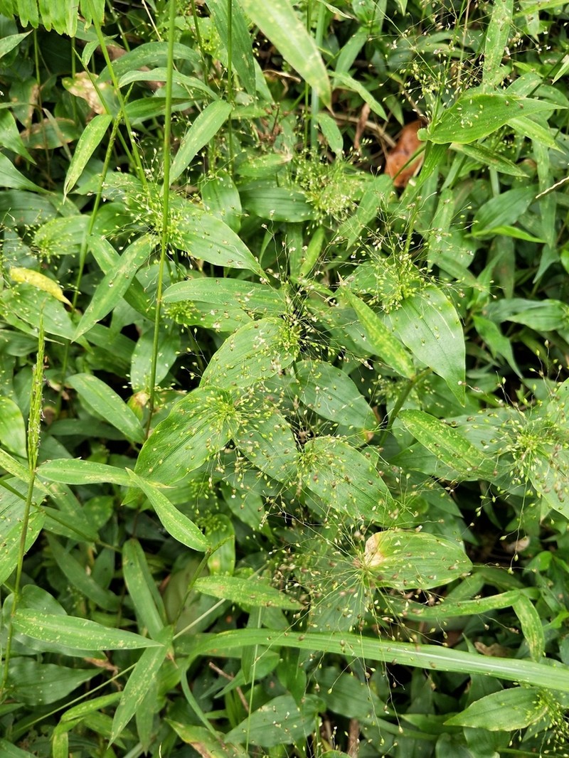 Panicum brevifolium photo 8