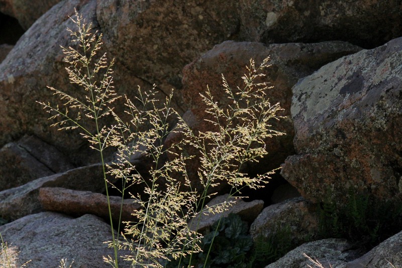 Bulb Panicgrass photo 2