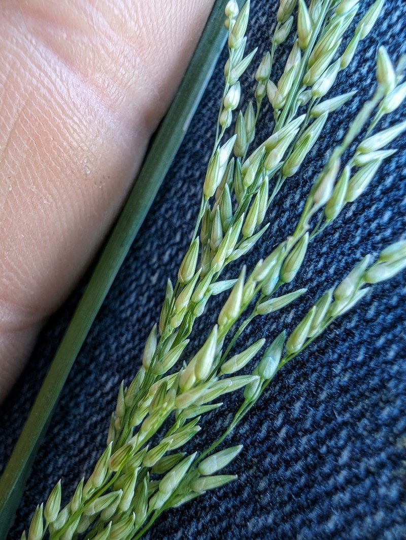 Panicum buncei