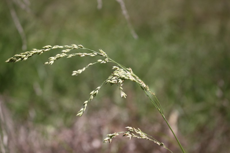 Panicum buncei photo 2