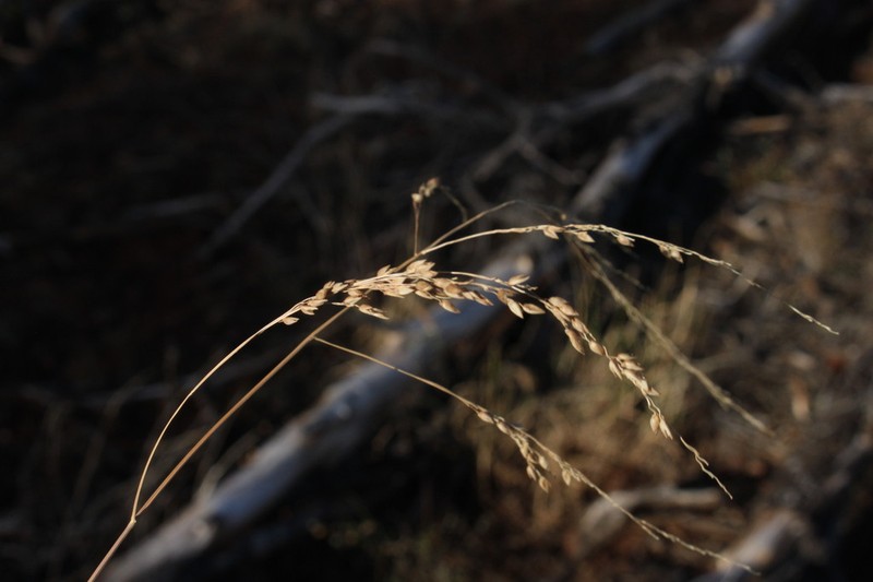 Panicum buncei photo 3