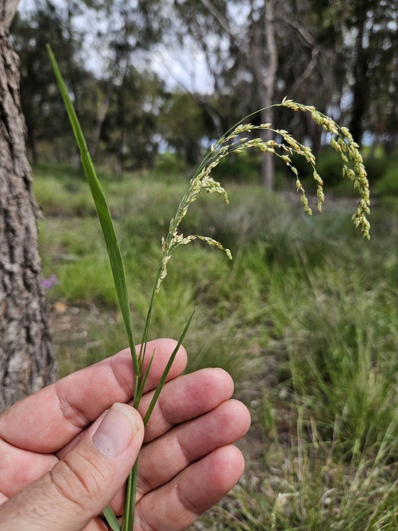 Panicum buncei photo 4