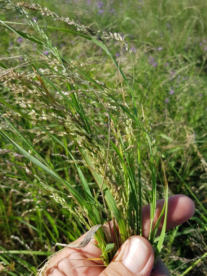 Panicum buncei photo 5