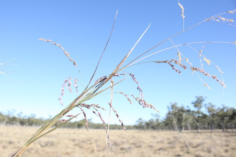 Panicum buncei photo 6