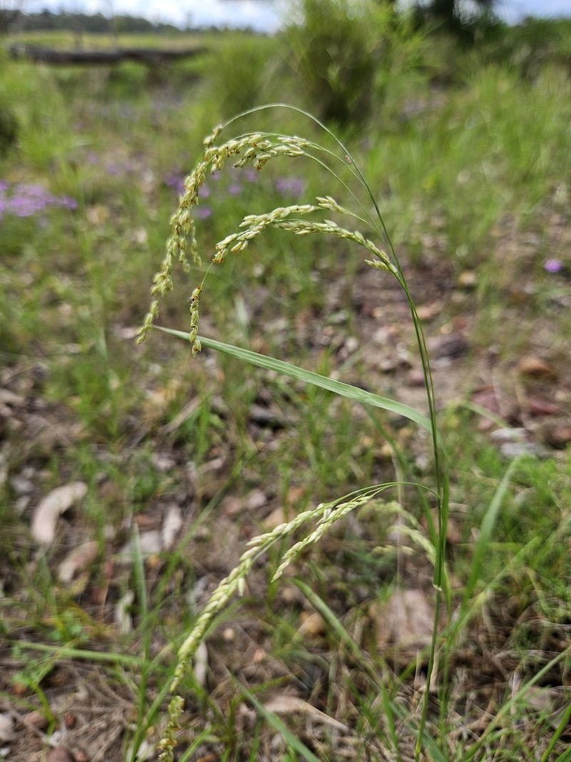 Panicum buncei photo 7