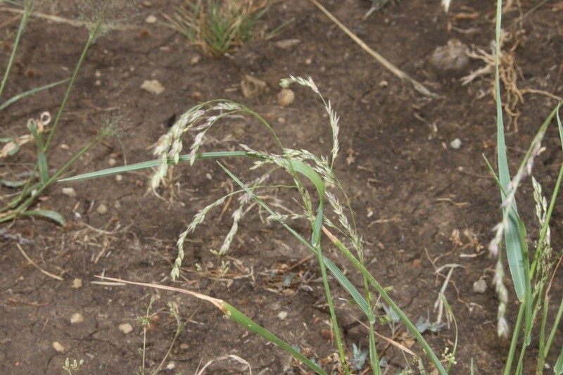 Panicum buncei photo 8
