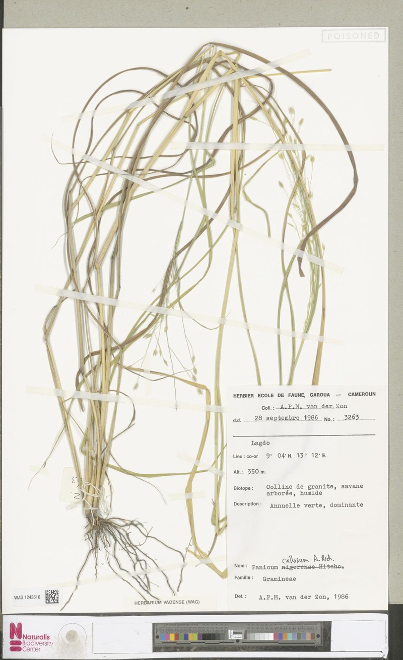 Panicum callosum photo 2