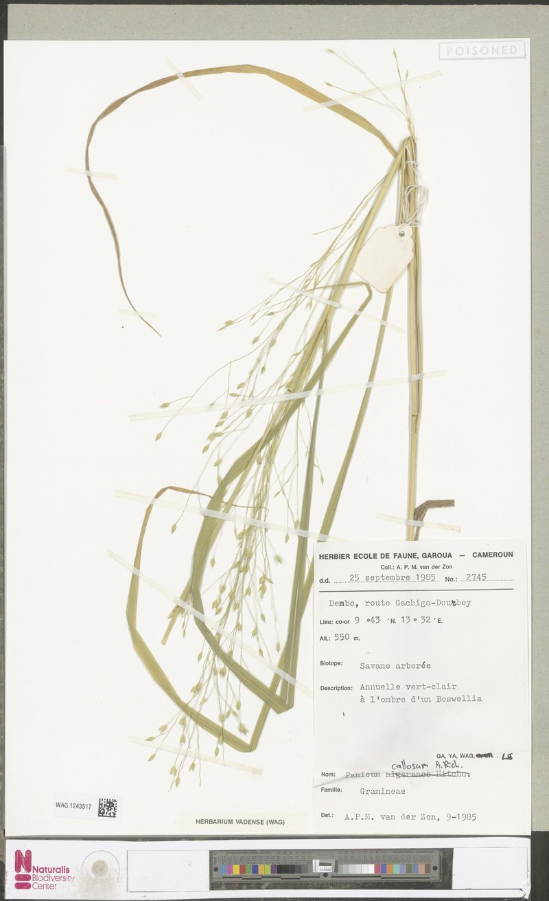 Panicum callosum photo 3