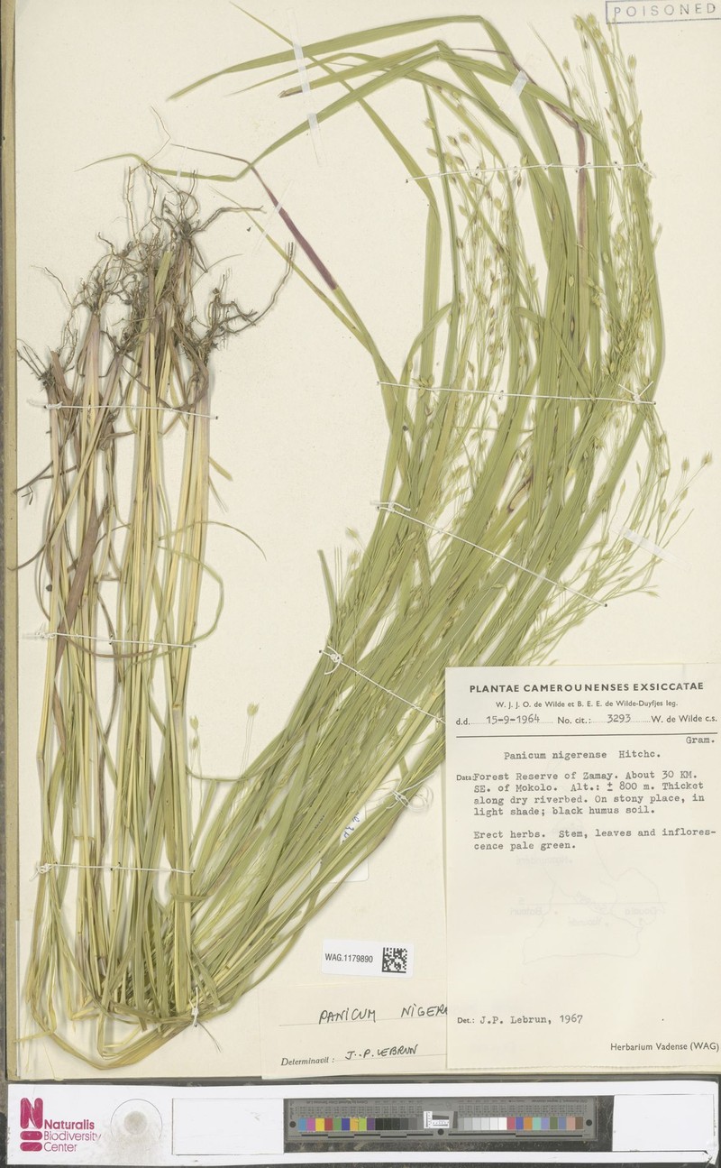 Panicum callosum photo 4