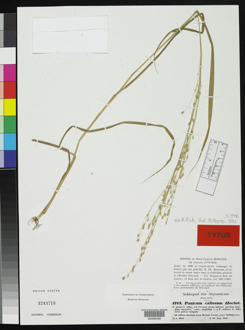 Panicum callosum