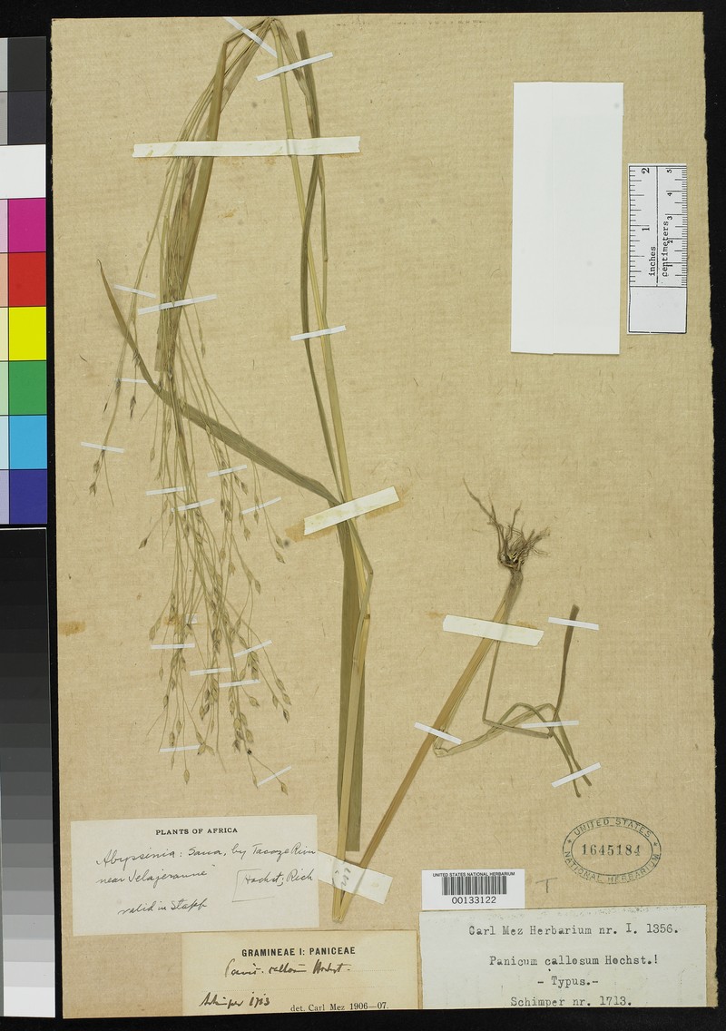 Panicum callosum photo 5