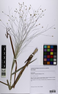 Panicum campestre