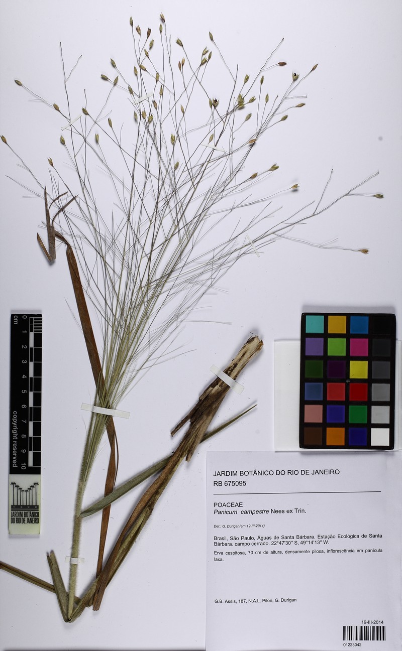 Panicum campestre