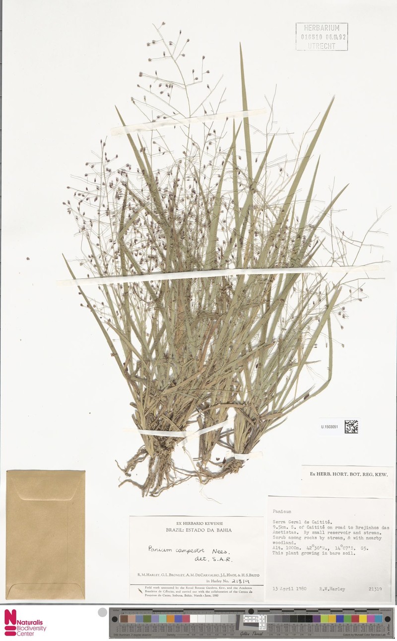 Panicum campestre photo 2