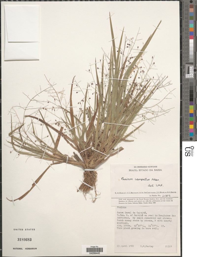 Panicum campestre photo 3