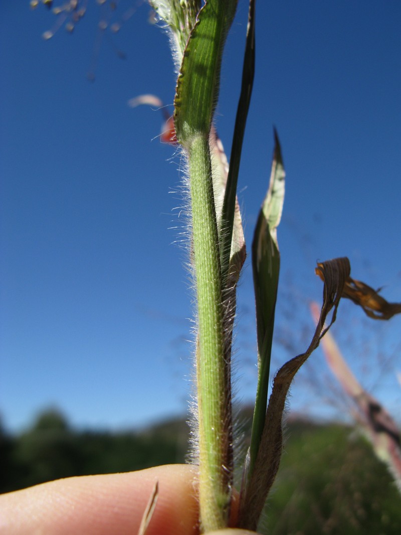 Witchgrass photo 2