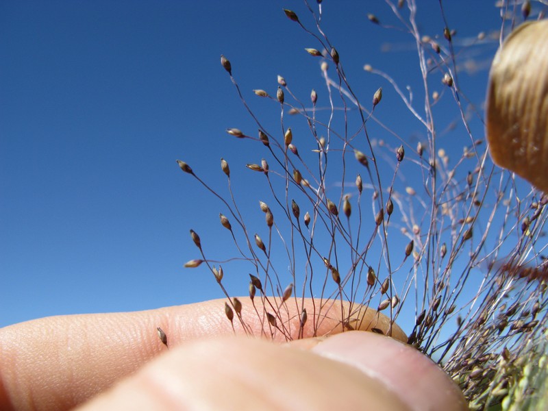 Witchgrass photo 3