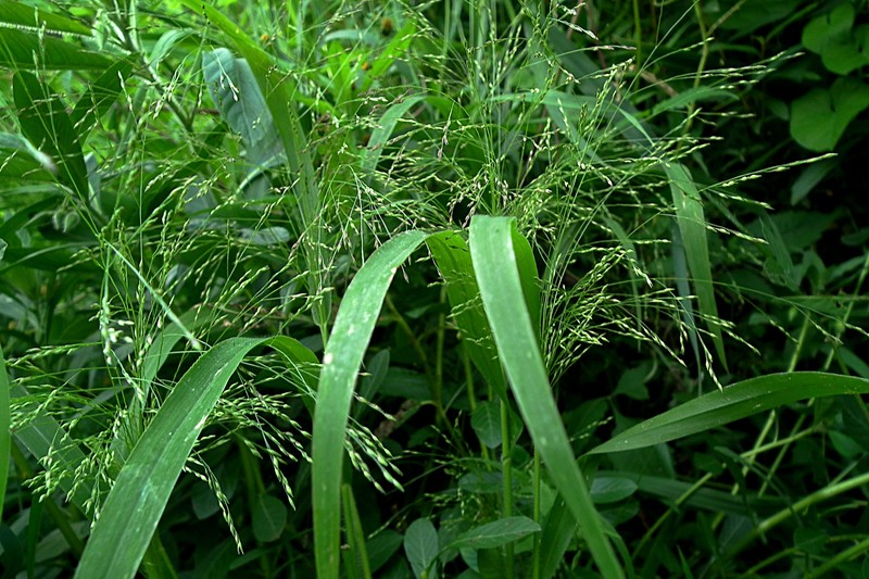 Witchgrass photo 4
