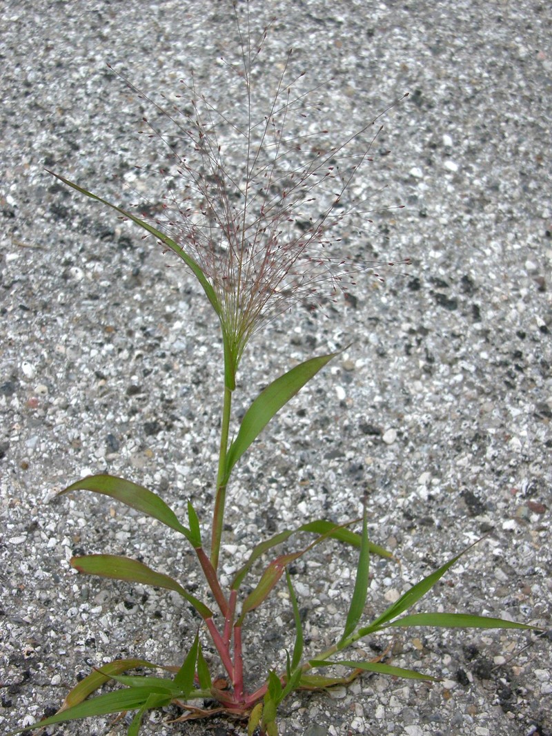 Witchgrass photo 5