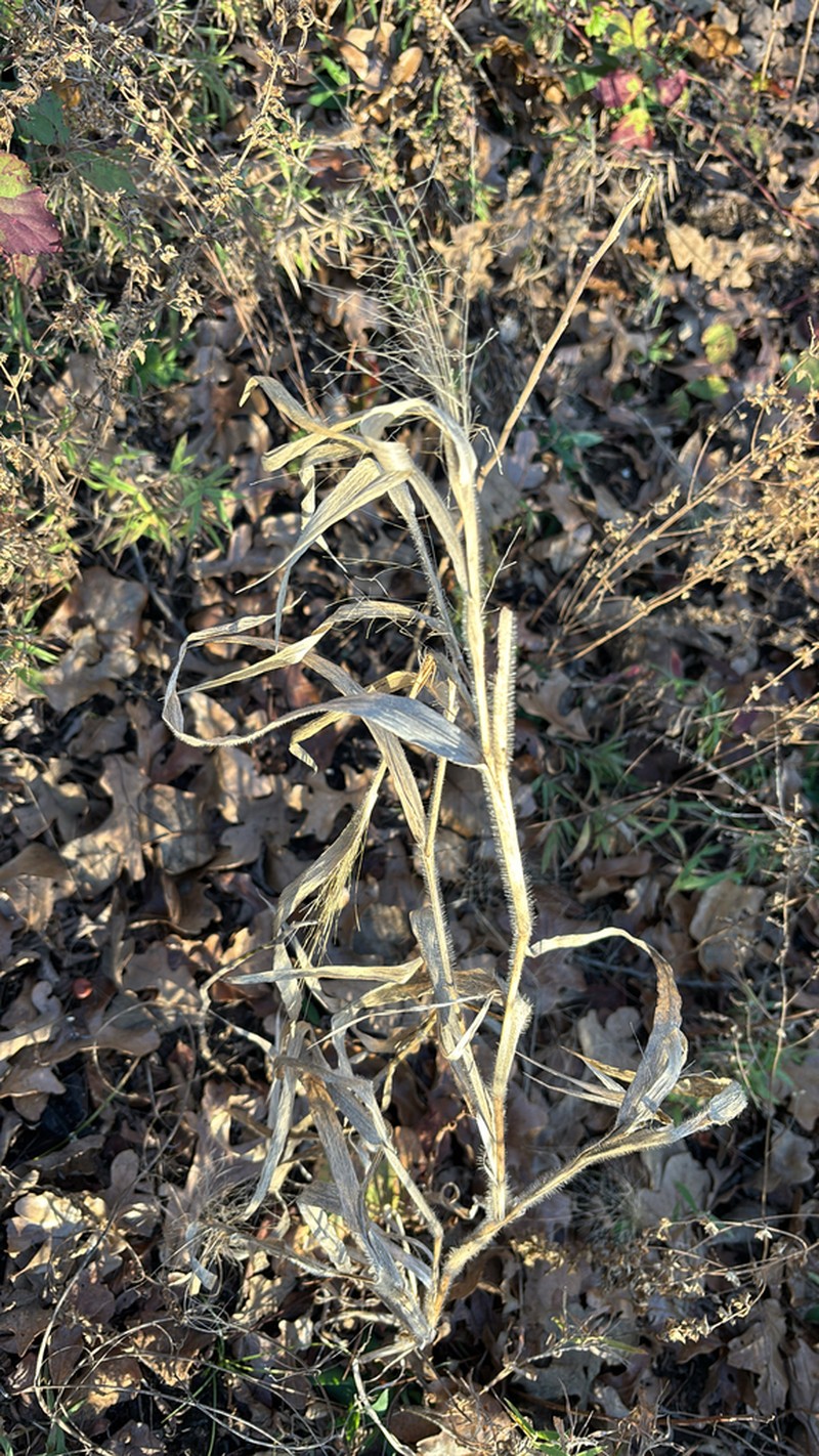 Witchgrass photo 4