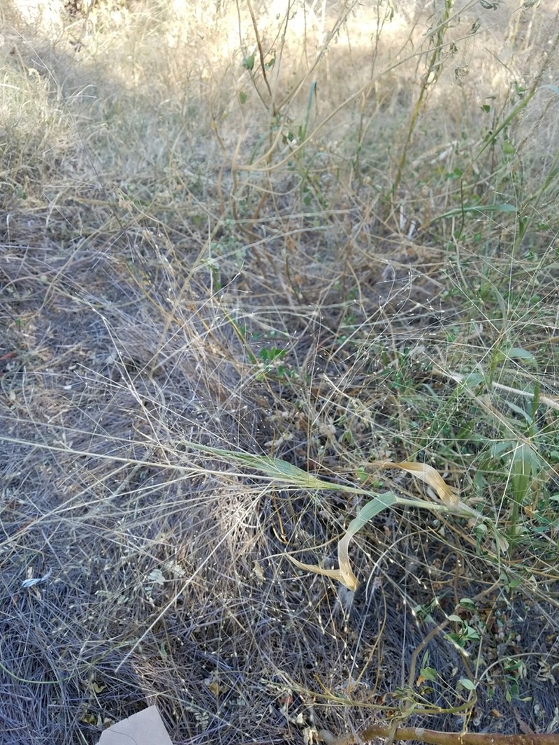 Witchgrass photo 5