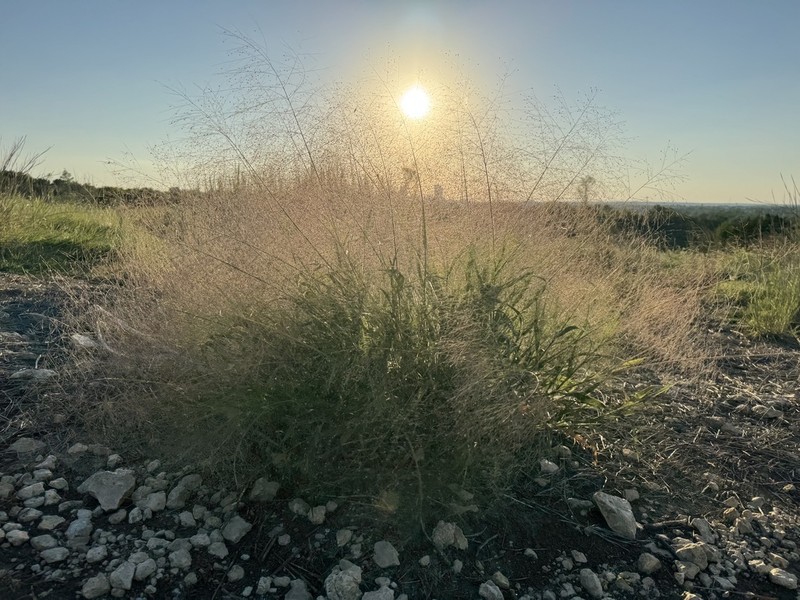 Witchgrass photo 6