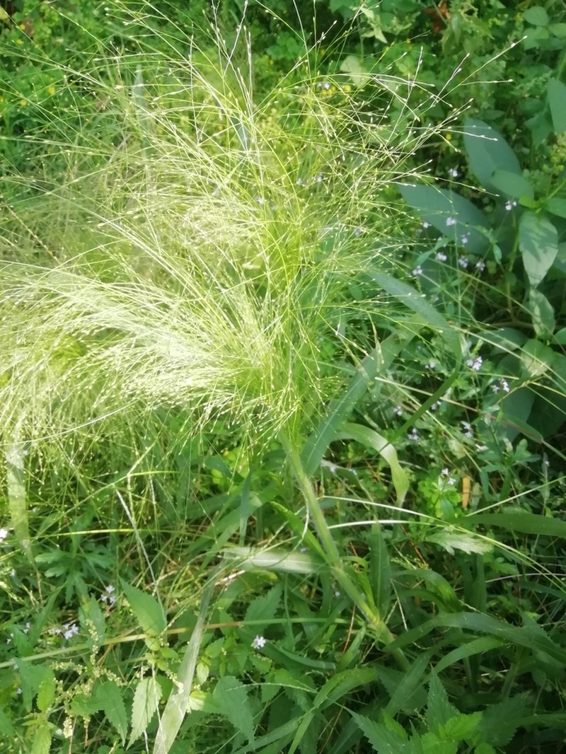 Witchgrass photo 7