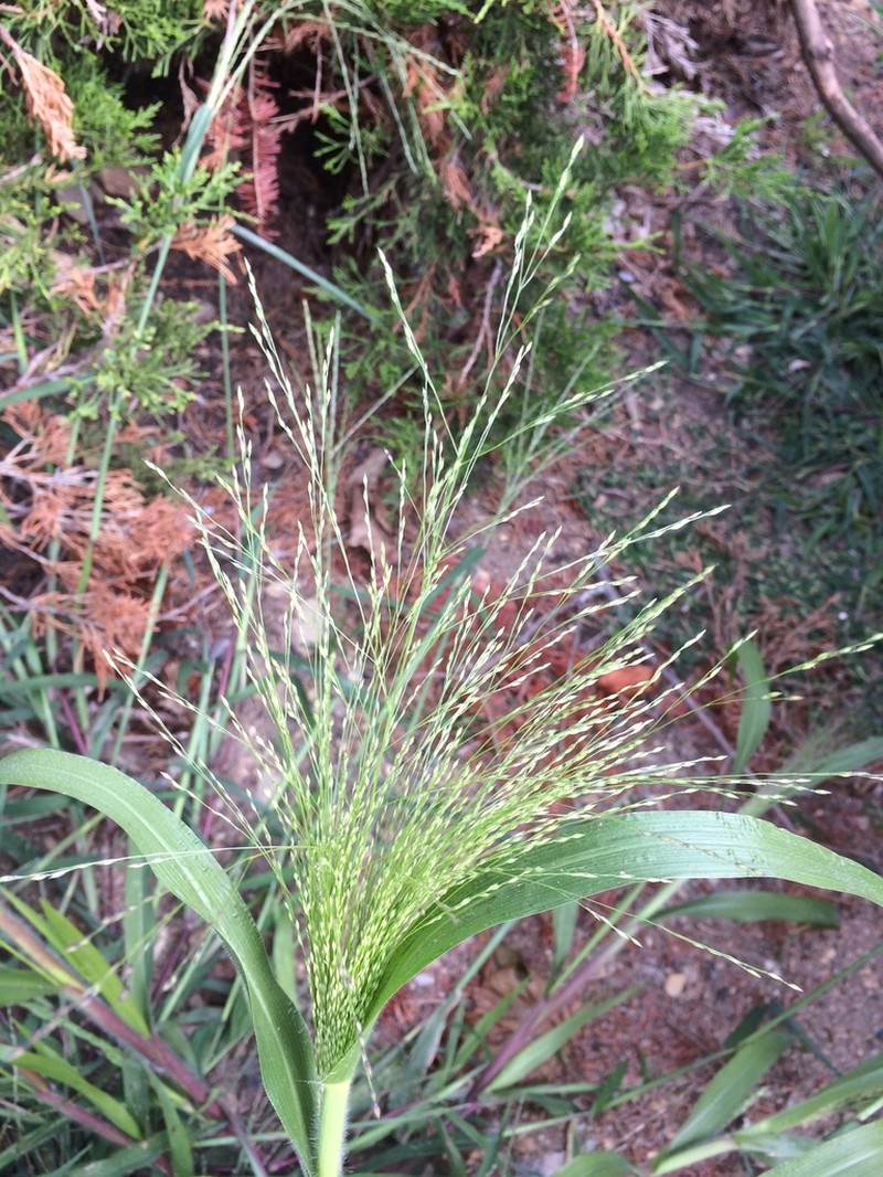 Witchgrass photo 8