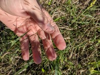 Slender Panicgrass