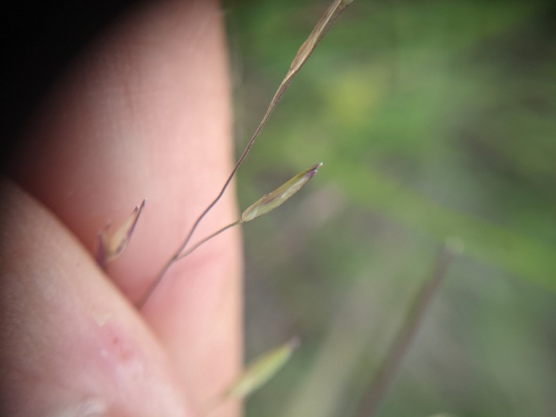 Slender Panicgrass photo 2