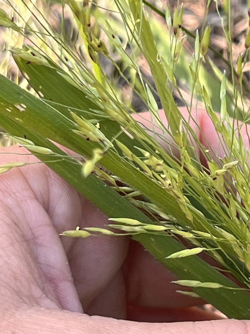 Slender Panicgrass photo 3