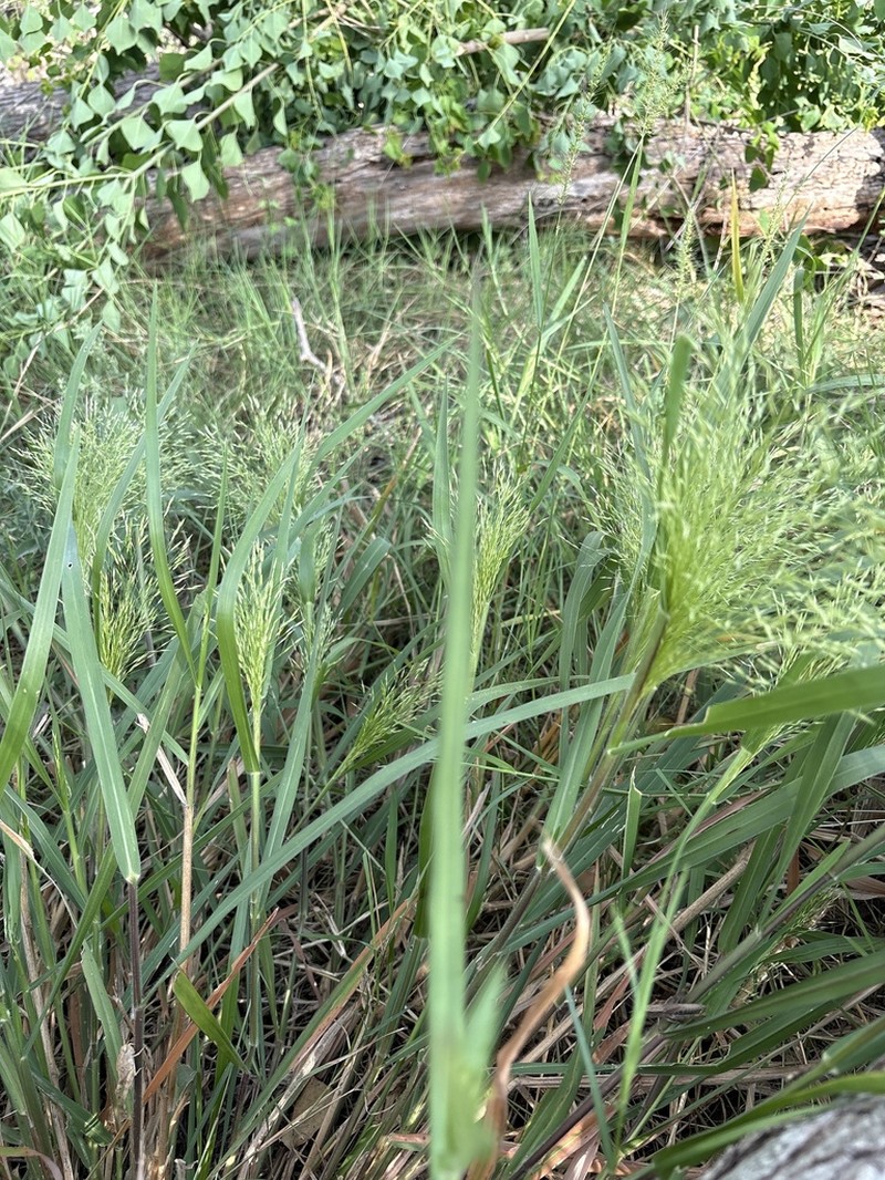 Slender Panicgrass photo 4