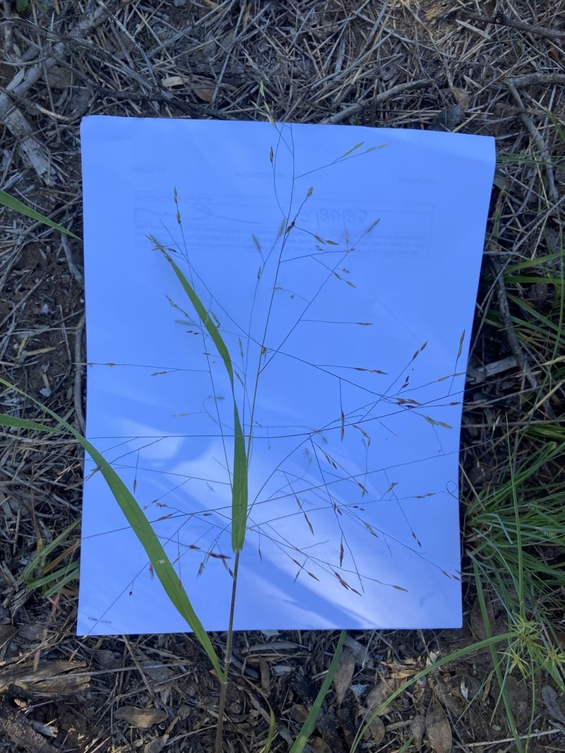 Slender Panicgrass photo 5