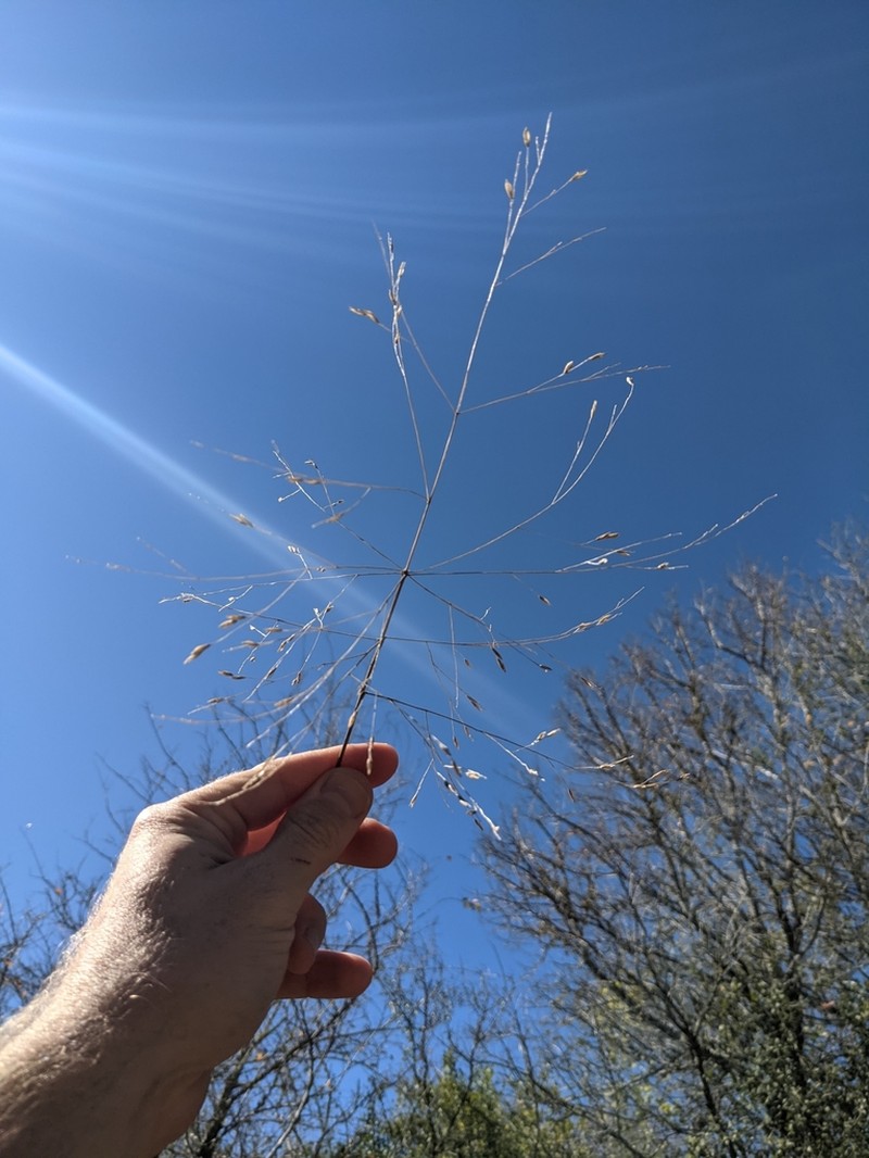 Slender Panicgrass photo 6