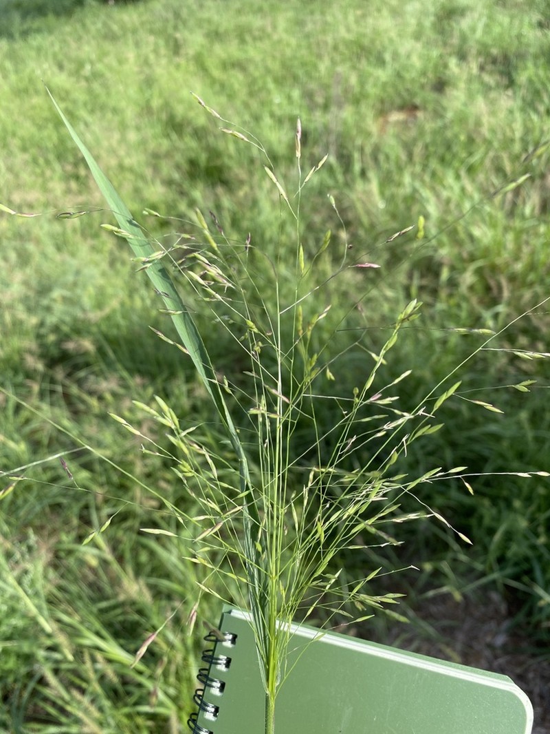 Slender Panicgrass photo 7