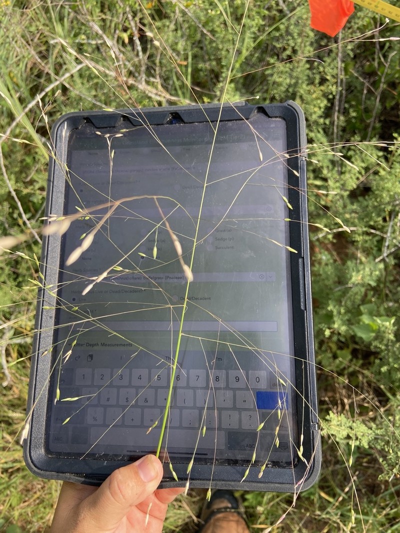 Slender Panicgrass photo 8