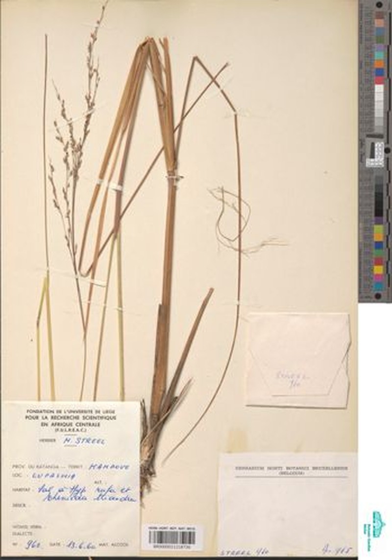 Panicum carneovaginatum