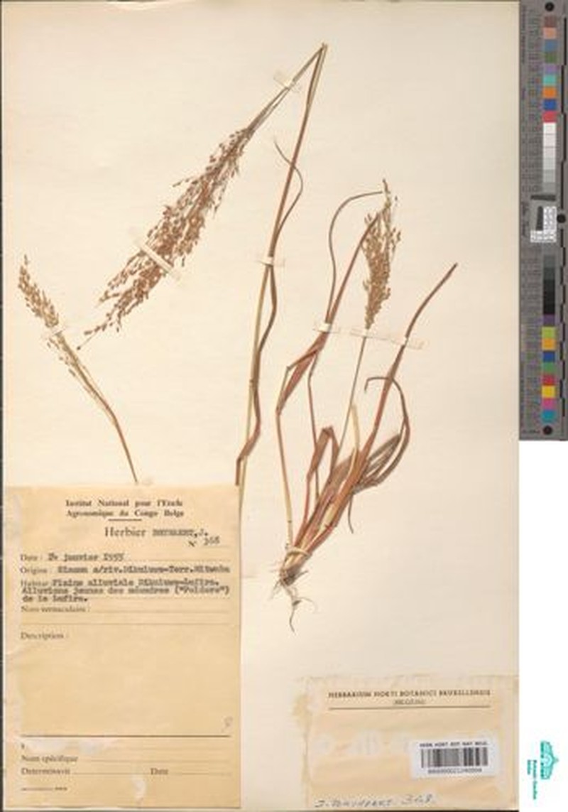 Panicum carneovaginatum photo 2