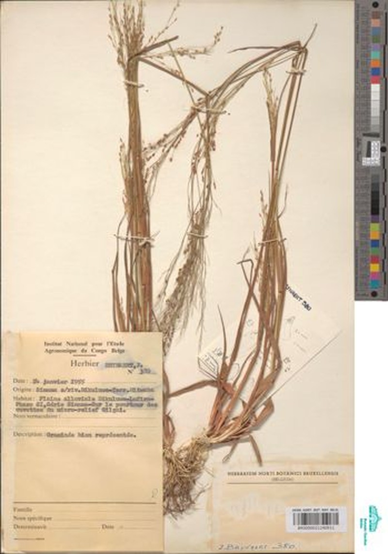 Panicum carneovaginatum photo 3