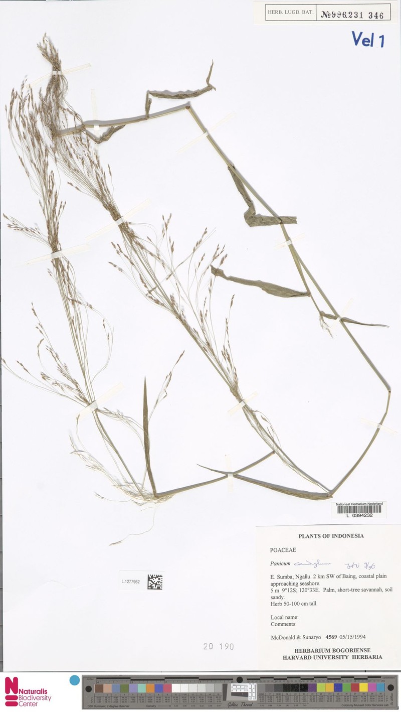Panicum caudiglume