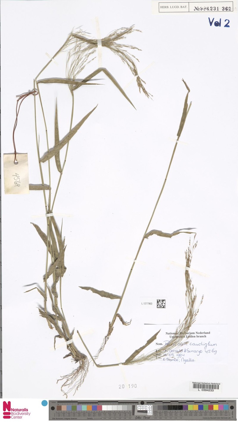 Panicum caudiglume photo 2