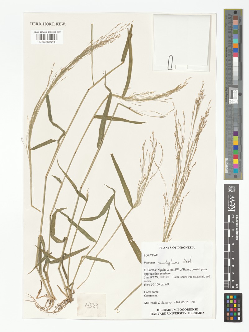 Panicum caudiglume photo 3