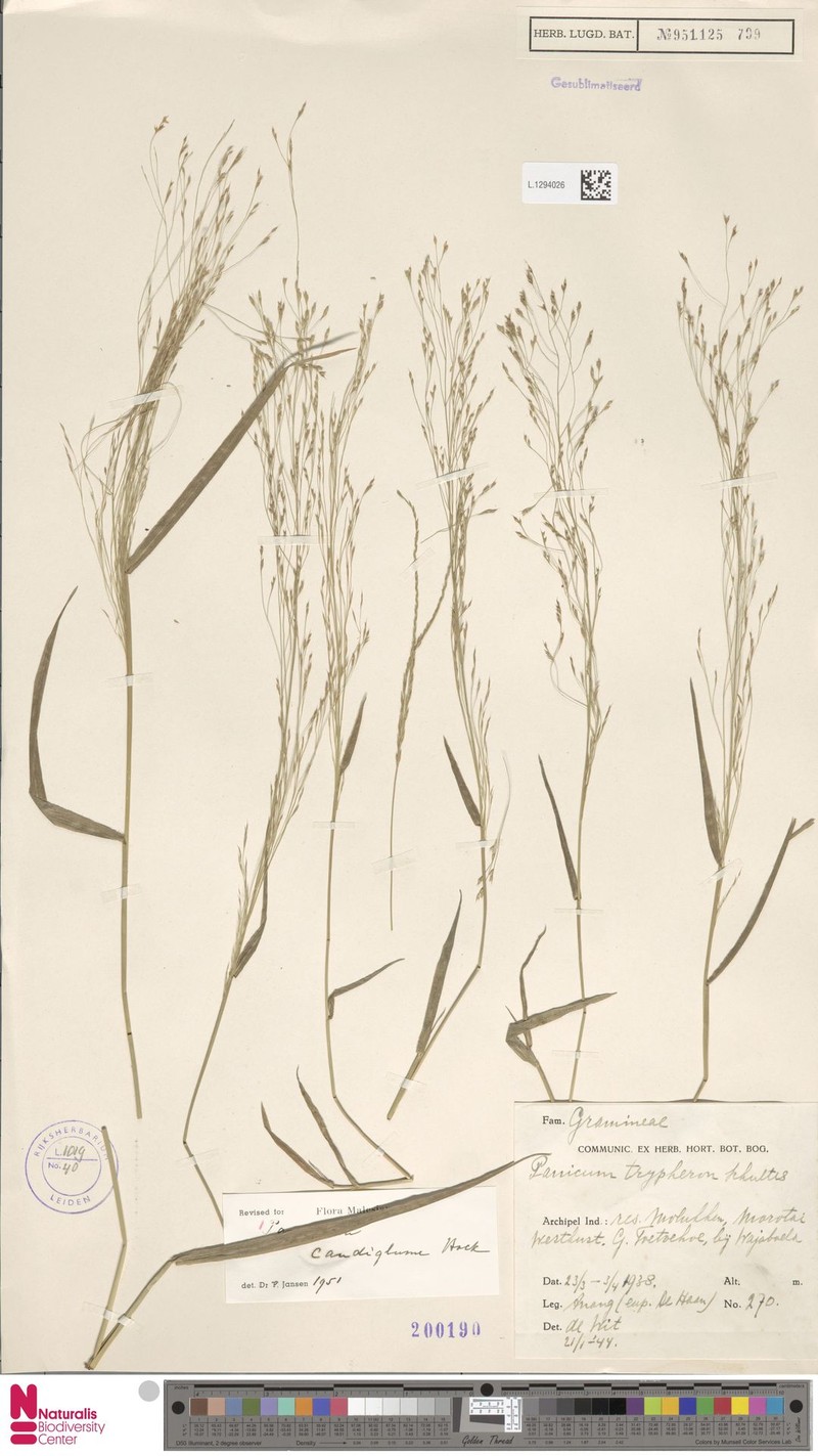Panicum caudiglume photo 5