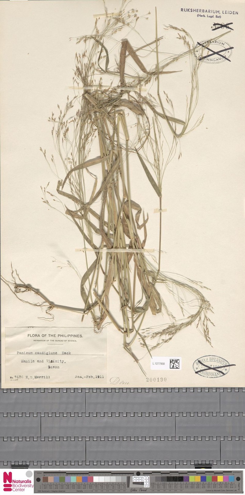 Panicum caudiglume photo 6