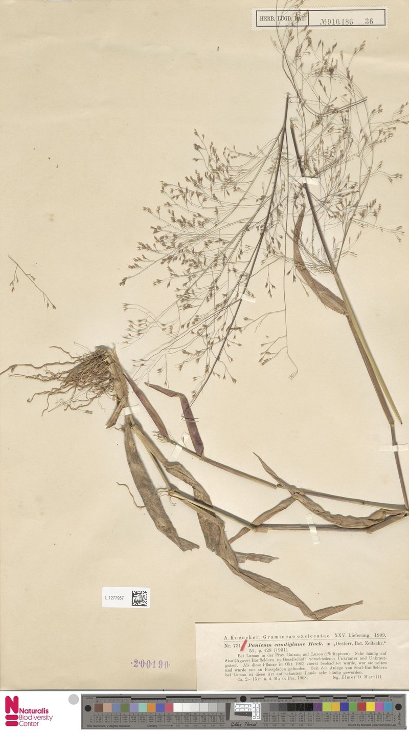 Panicum caudiglume photo 7