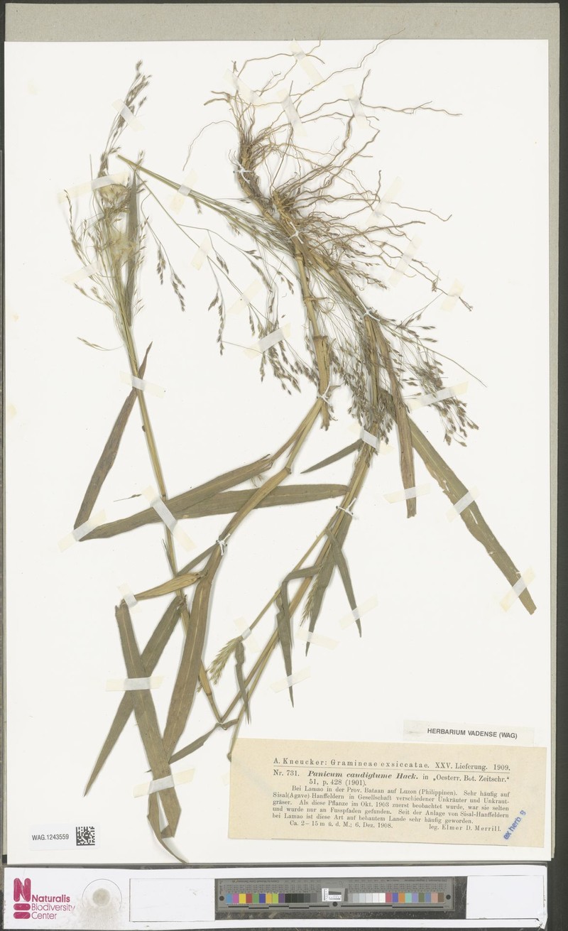 Panicum caudiglume photo 8