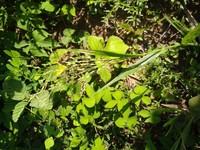 Panicum cayennense