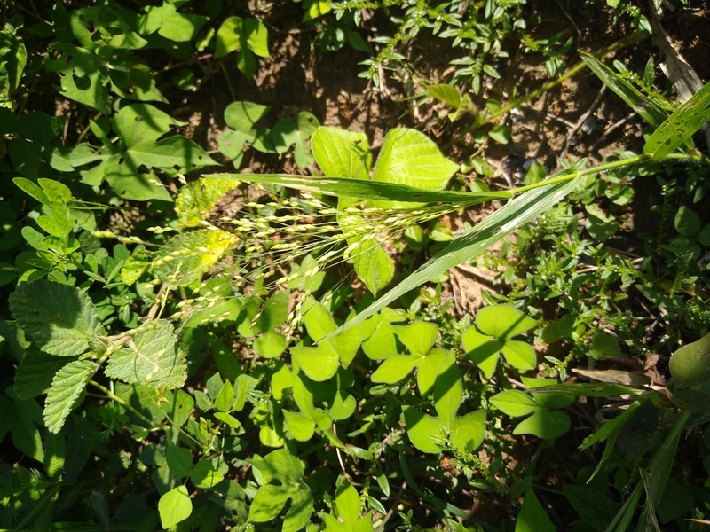 Panicum cayennense