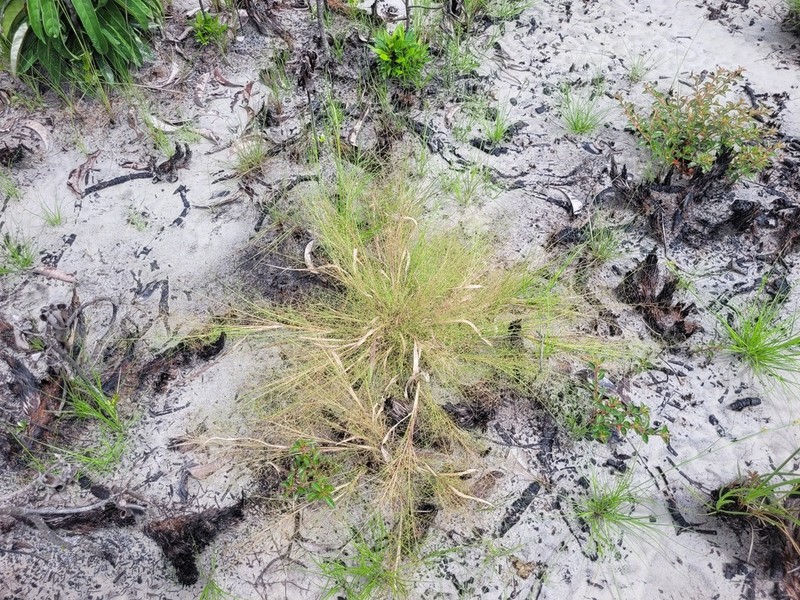 Panicum cayennense photo 2